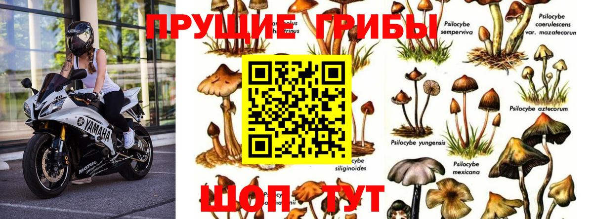 Псилоцибиновые грибы ЛСД Сертолово